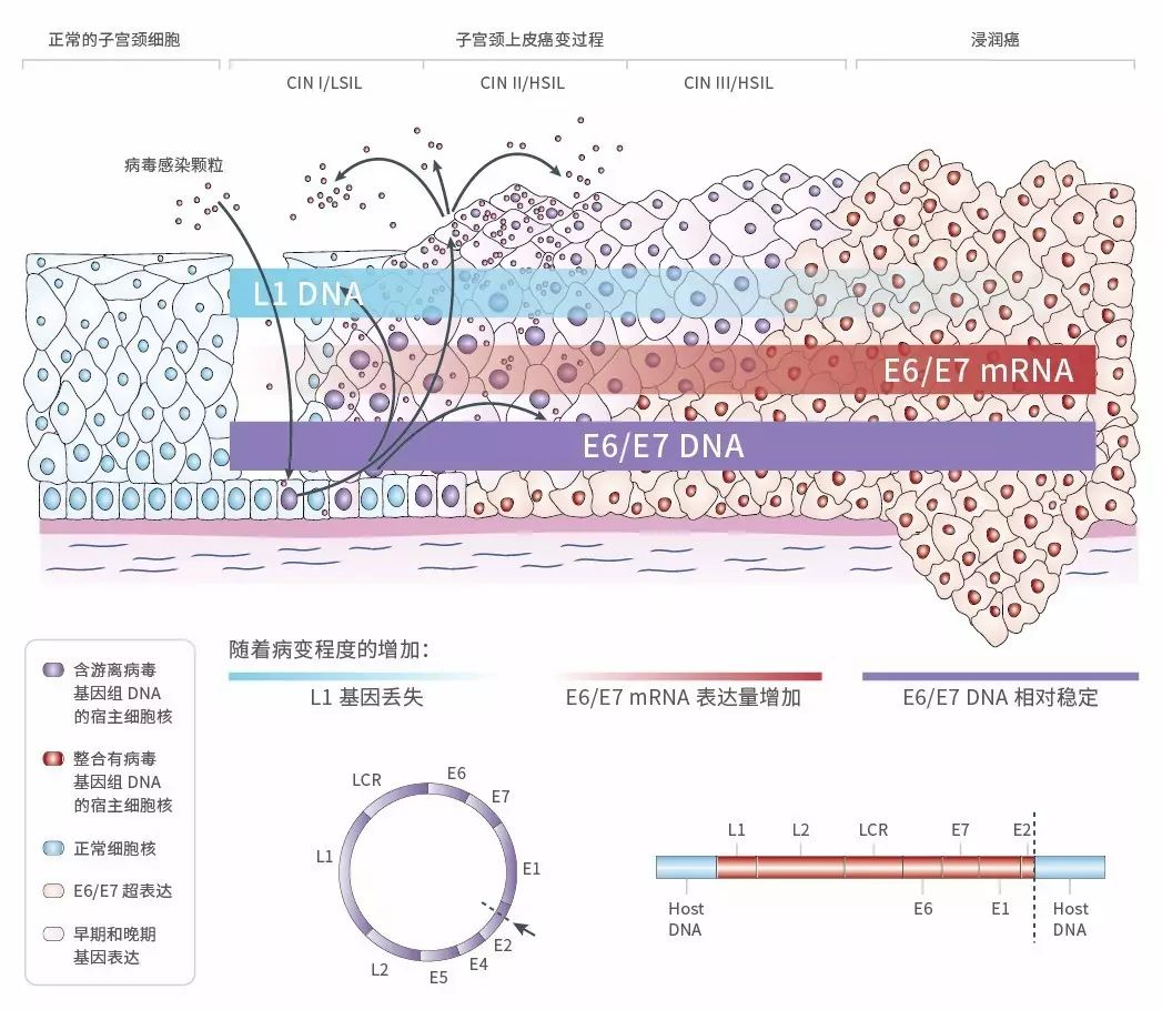 File:HPV-16 genome organization.png - Wikimedia Commons